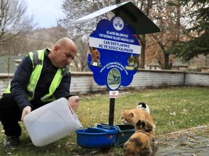 Elazığ Belediyesi, Sokak Hayvanlarını Yalnız Bırakmıyor