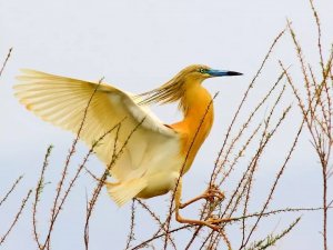 Havalar Sıcak Gidince Bu Yıl Erken Geldi