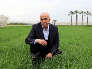 Deneme Amaçlı Ekilen Atalık Karakılçık Buğdayı Tohumu Boy Verdi