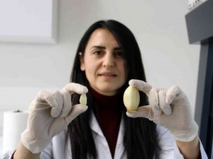 Sbtü Avuç Büyüklüğündeki Dev Sarımsağı Çoğaltılmayı Başardı