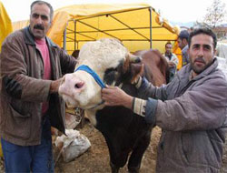Kurban Besicileri Umutlu