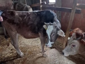 Süt Üreticiliği İçin 12 Aileye 650 Bin Tl Destek