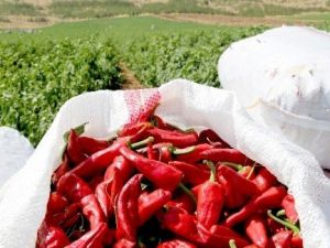 Biber Tohumlarından Yüksek Verim