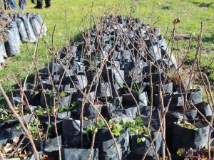 Şırnaklılar Huzura Kavuştu, Atıl Durumdaki Arazileri Değerlendiriyor