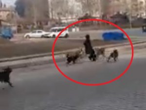 Sinop’ta Başıboş Köpekler Yoldan Geçen Genç Kıza Saldırdı