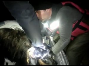 Batman’da Nehre Düşen Keçilerin İmdadına Dalgıç Ekipleri Yetişti