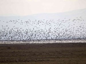 2023 Yılı Kış Ortası Su Kuşu Sayımları Tamamlandı