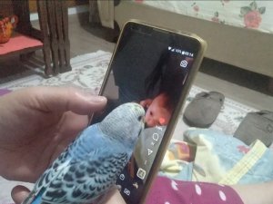 Bu Kuş Başka Kuş