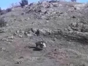 Yaban Keçilerinin Hakimiyet Kavgası