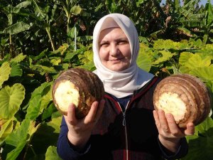 Dönümde 100 Bin Liraya Kadar Gelir Sağlıyor, Üreticiliği Yaygınlaşıyor