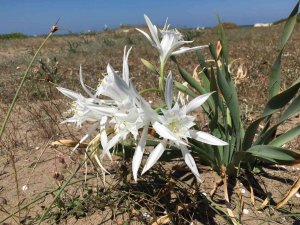 ‘Kum Zambakları’yla Hem Doğaya Hem Sanata Katkı