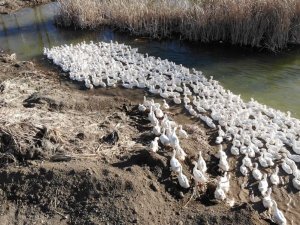 Tokat Kazı, Kars Kazına Rakip Olacak