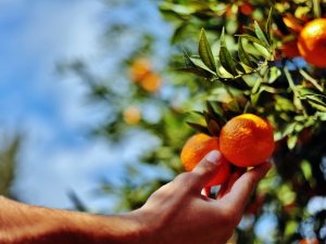 Belediye, Elde Kalan Mandalinaları Satın Alacak