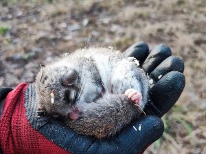 Kastamonu’da Nesli Tehlike Altında Olan ’Yediuyur’ Görüldü