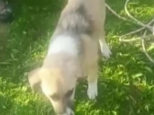 Asi Nehri Kenarında Mahsur Kalan Köpek Kurtarıldı