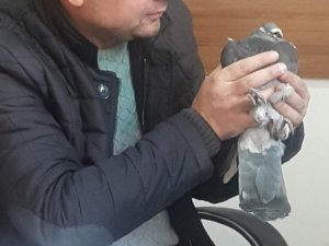 Yırtıcı Kuşun Pençesinden Aldığı Güvercini Tedavi Ettirip Doğayla Buluşturdu