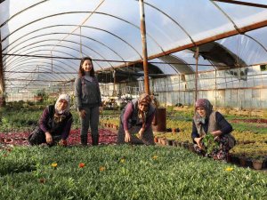 2022 Yılında 1 Milyon 250 Bin Çiçek Üretildi