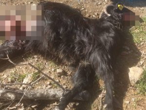 Kurt Saldırısına Uğrayan 18 Keçi Telef Oldu, 6’sı Yaralandı