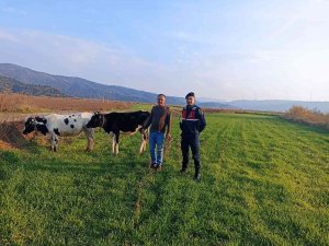 Jandarma Kayıp Hayvanlar İçin Seferber Oldu