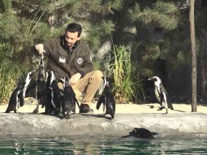 Dünya Penguen Günü’nde Sardalya Sürprizi