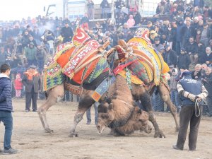 Bergama Deve Güreşleri İçin Geri Sayım Başladı