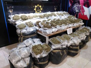 Başkent’te Yapılan Operasyonda 257 Kilo 500 Gram Esrar Ele Geçirildi