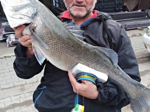 Bırakma Oltayla 7 Kiloluk Levrek Yakaladı
