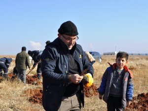 Hedef Arıcılıkta Verimi Artırmak: Lavanta Tarlasına Bin Adet Alıç Fidanı Dikildi
