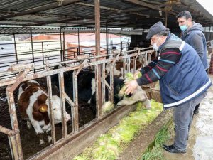 Buca’da Günde 5 Ton Hasıl Yem Üretimi