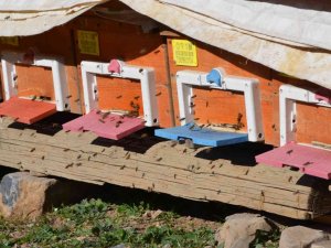 Küresel Isınma Arıları Da Etkiledi