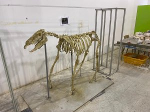 7,5 Milyon Yıllık Tarihi Ayaklandırdılar