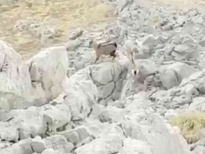 Kozluk’ta Kayalıklarda Dağ Keçisi Görüntülendi