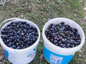 Zeytin Hırsızı Suçüstü Yakalandı