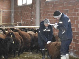 Bayburt’ta Devlet Desteğiyle Koyun Varlığı Artıyor