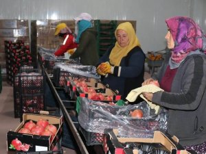 Bozova Üretilen Narlar Avrupa’ya İhraç Ediliyor