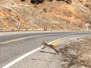 Tunceli’de Kırmızı Listedeki Vaşak Fotoğraflandı