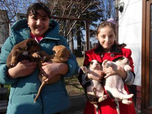 Yavruları İle Taksi Durağına Sığınan Köpeğe Sahip Çıktılar