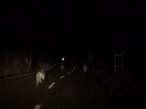 Anayola İnen Kurt Sürüsü Görüntülendi