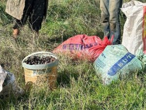 Çaldıkları 155 Kilogram Zeytin İle Suçüstü Yakalandılar