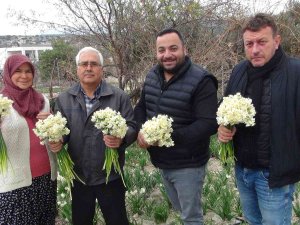 Kışta Baharı Yaşatan Nergis Çiçekleri 150 Liradan 50 Liraya Düştü