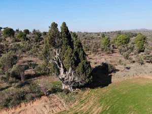 2 Bin 500 Yıllık Olduğu Öne Sürülen Dev Selvi Ağacının Tescillenmesini İstiyorlar