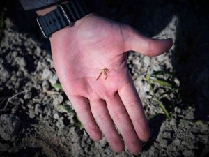 Tahıl Ambarı Konya Ovasında Yağışlarda Yüzde 40 Azalma Yaşandı