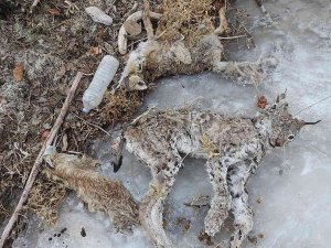 Sulama Kanalına Düşen Vaşak Telef Oldu