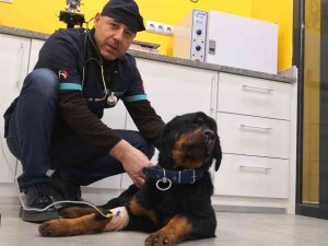 Türkiye’de 13 Milyon Civarında Kedi Ve Köpek, 200’ün Üzerinde Bulaşıcı Hastalık Var