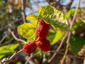Dut Ağacı Kış Mevsiminde Meyve Verdi
