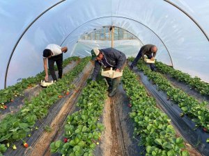 Kırmızı Elmas ‘Çilek’ Seralarında Hasat Telaşı