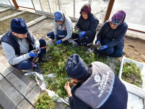 Karesi Belediyesi Kendi Çiçeklerini Üretiyor
