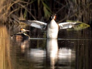 Kuş Cenneti Sultan Sazlığı Kendine Hayran Bırakıyor