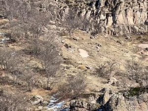 Kış Uykusunda Olması Gereken Anne Ve Yavru Ayılar Yiyecek Ararken Görüntülendi