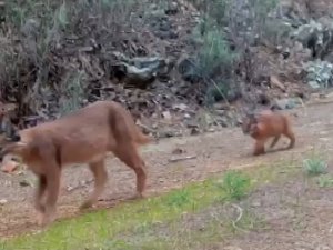 Muğla’da Nesli Tükenmekte Olan Karakulaklar Fotokapan İle Görüntülendi